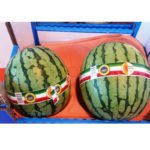 Melons-taped-2